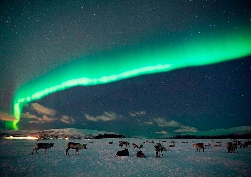 Picture 5 for Activity Tromsø: Reindeer Feeding with Chance of Northern Lights