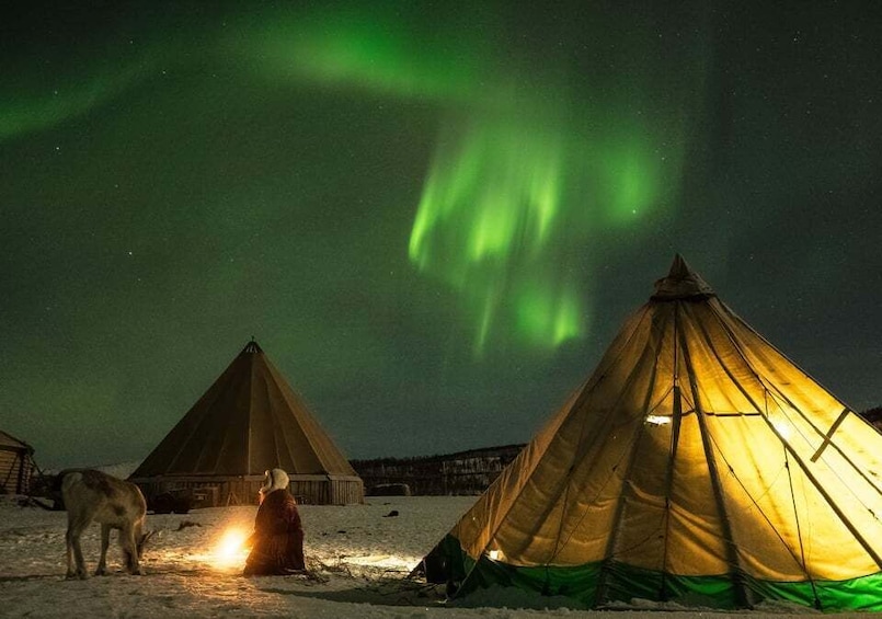 Picture 7 for Activity Tromsø: Reindeer Feeding with Chance of Northern Lights