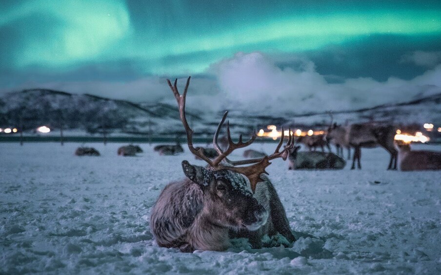 Picture 9 for Activity Tromsø: Reindeer Feeding with Chance of Northern Lights