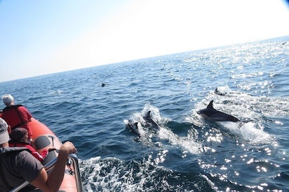 Dolphin Safari