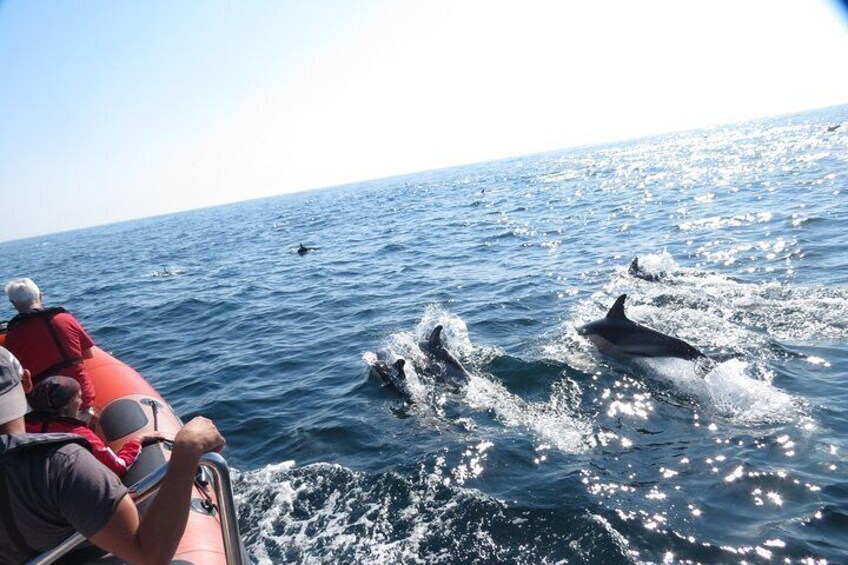 Dolphins Safari

