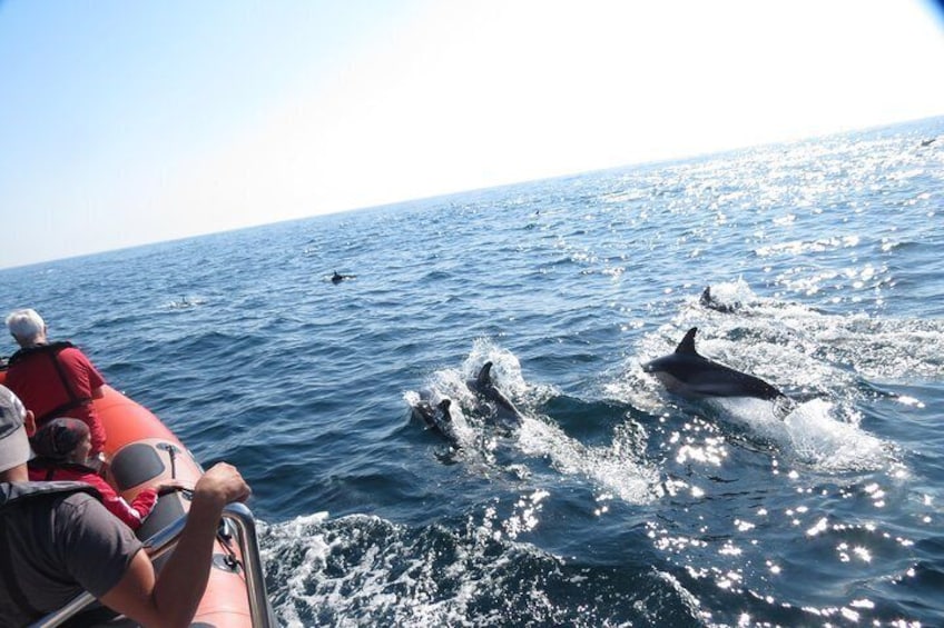 Dolphins Safari