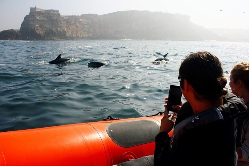 Dolphin Safari