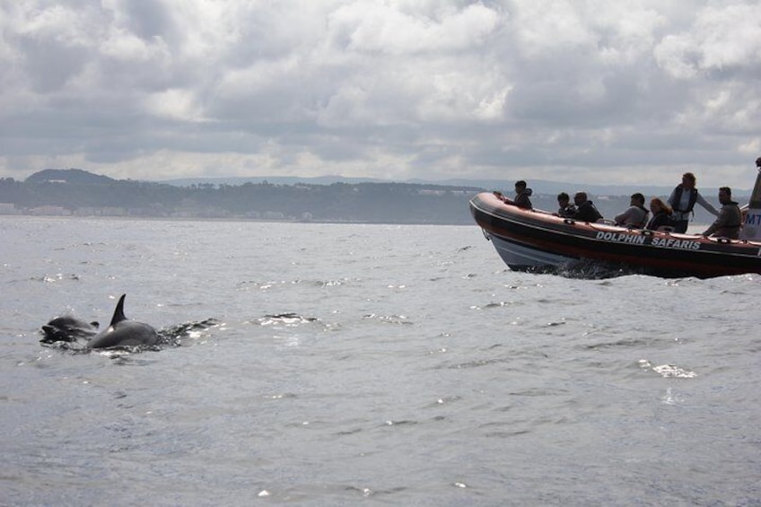 Dolphin Safari