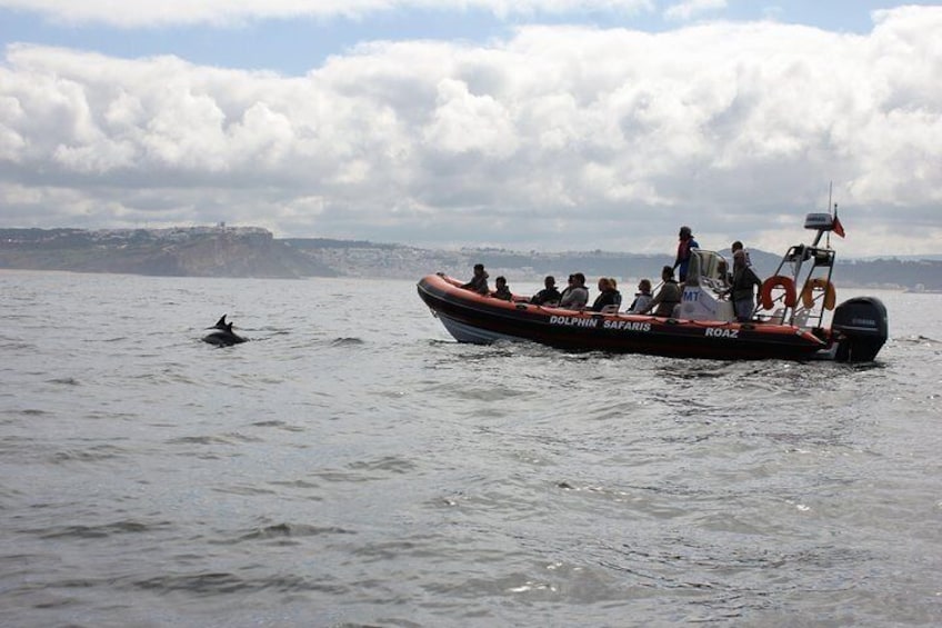 Dolphin Safari