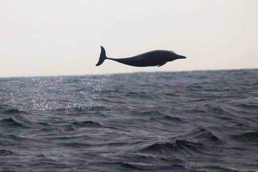 safari to dolphins