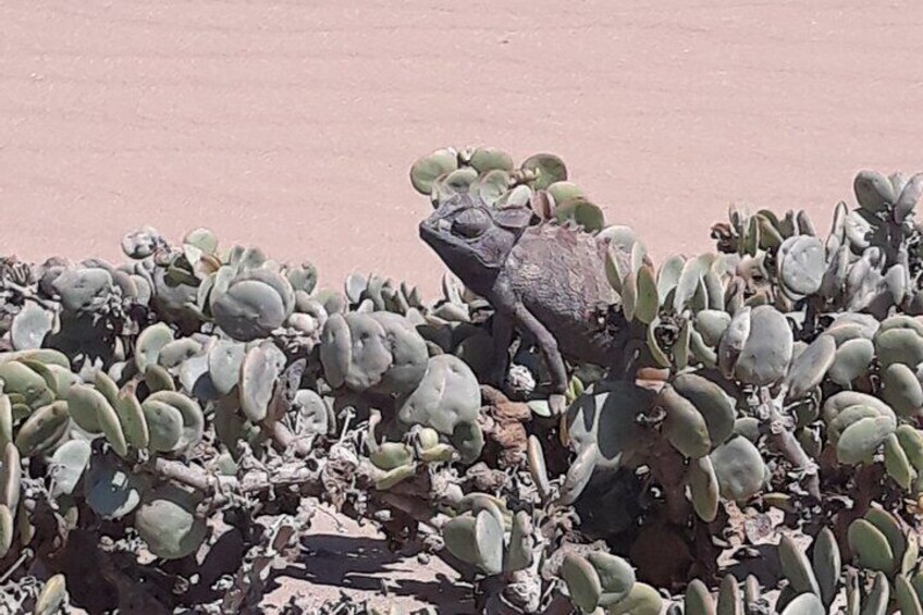 Spot the desert Chameleon