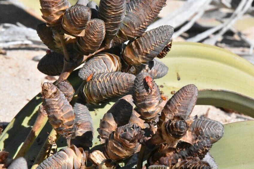 Female Welwitschia Plant with pollinating bugs