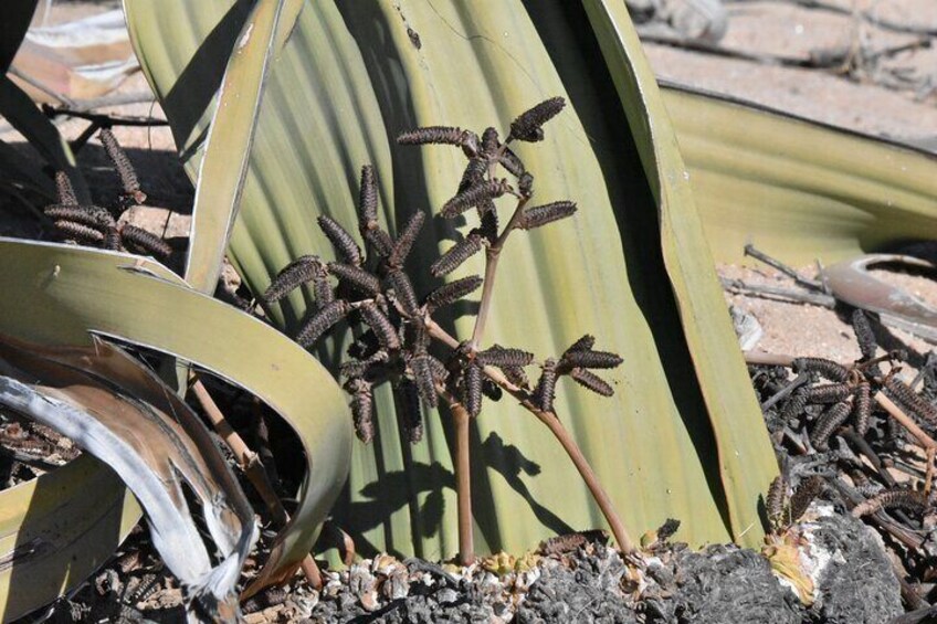 Male Welwitschia plant