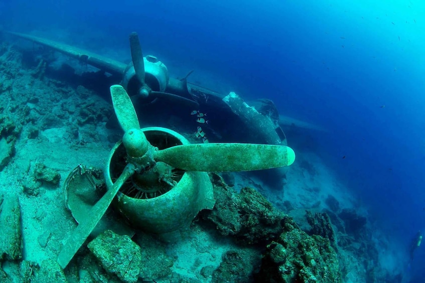 Picture 4 for Activity From Bodrum: Scuba Diving in the Aegean Sea