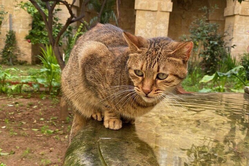 Mimi the Monastery Cat