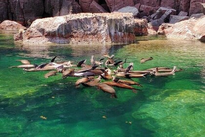 Watching and Swimming with Sea Lions on Espiritu Santo Island