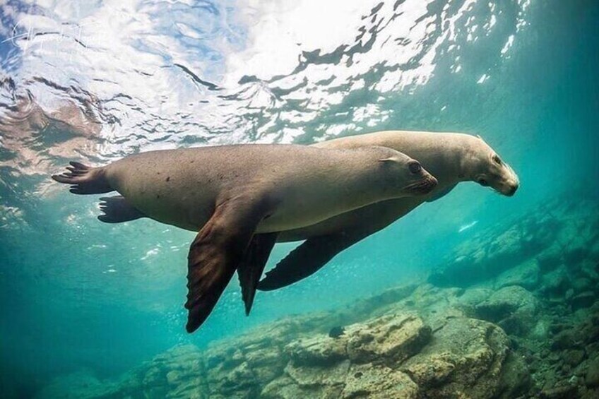 Watching and Swimming with Sea Lions on Espiritu Santo Island