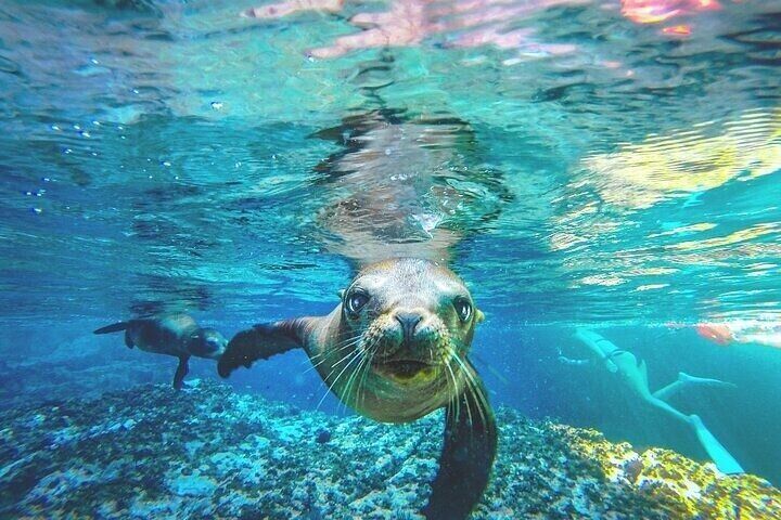 Watching and Swimming with Sea Lions on Espiritu Santo Island