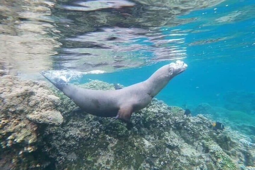 Watching and Swimming with Sea Lions on Espiritu Santo Island