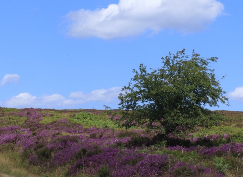 Picture 7 for Activity From York: North Moors & Whitby Tour with Steam Railway Ride