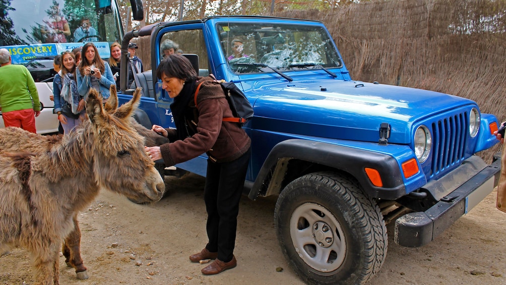 Show item 5 of 5. Woman petting a donkey in Costa Blanca