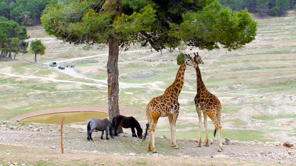 Show item 4 of 5. Giraffes and ponies in Costa Blanca