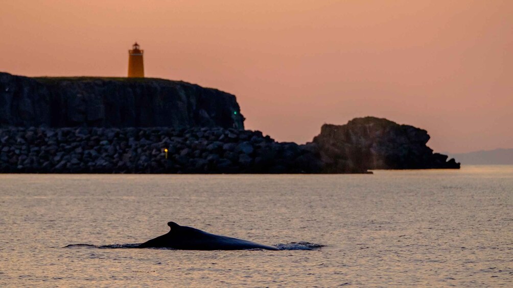 Picture 2 for Activity Reykjavik: Premium Whale and Puffin Watching Evening Tour