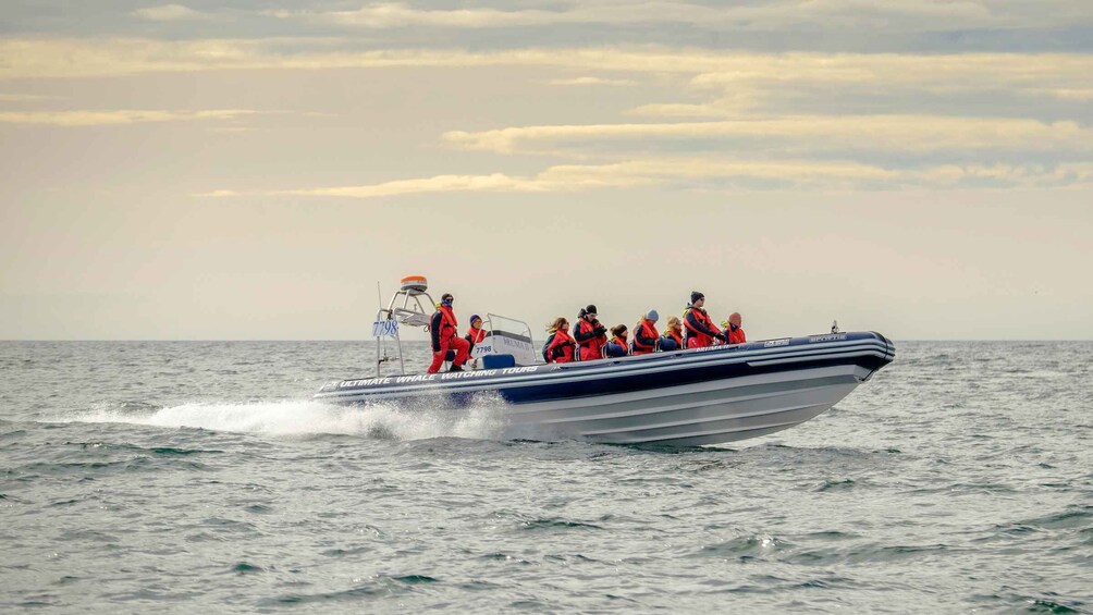 Picture 8 for Activity Reykjavik: Premium Whale and Puffin Watching Evening Tour
