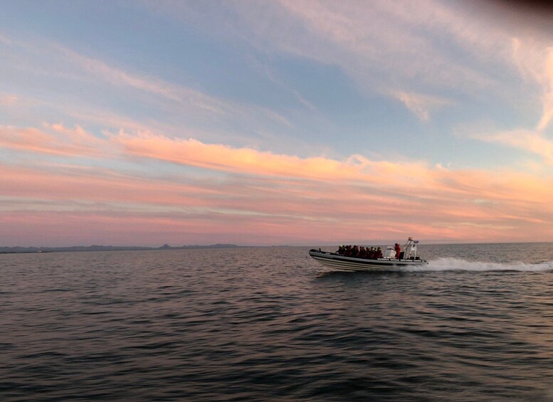 Picture 1 for Activity Reykjavik: Premium Whale and Puffin Watching Evening Tour