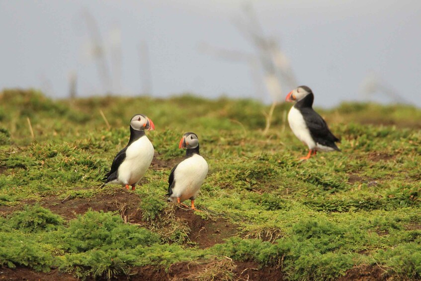 Picture 7 for Activity Reykjavik: Premium Whale and Puffin Watching Evening Tour