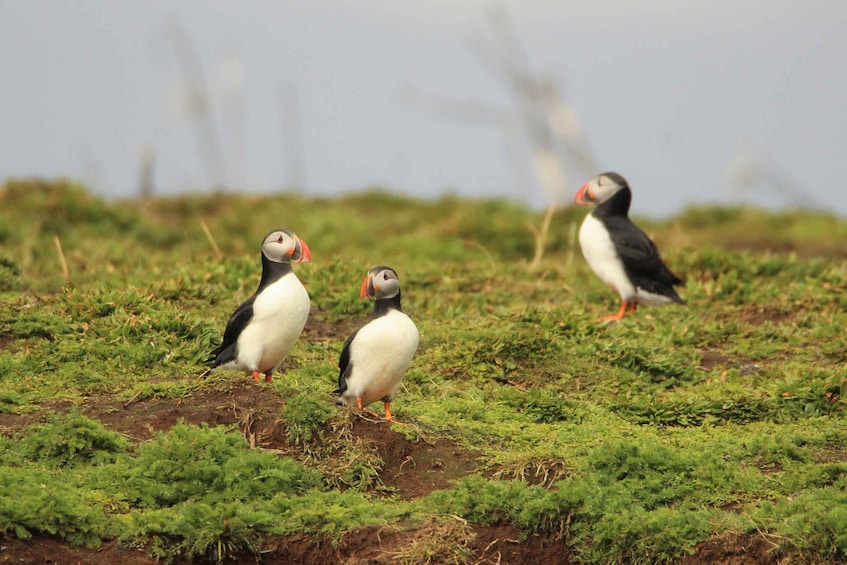 Picture 7 for Activity Reykjavik: Premium Whale and Puffin Watching Evening Tour