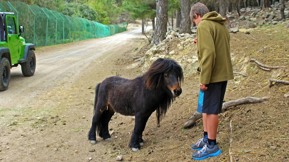 Person petting a pony in Costa Blanca