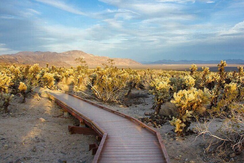 Cholla Cactus Garden