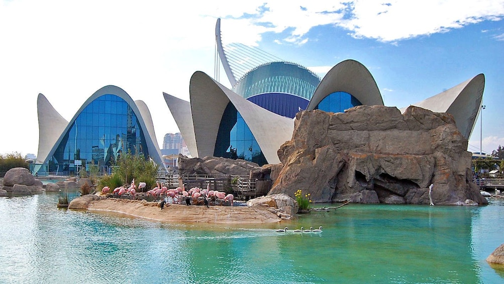 Show item 2 of 4. Flamingos outside of modern buildings in Valencia
