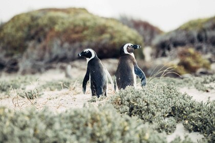 Ganztägige gemeinsame Tour zur Kaphalbinsel und zur Pinguinkolonie