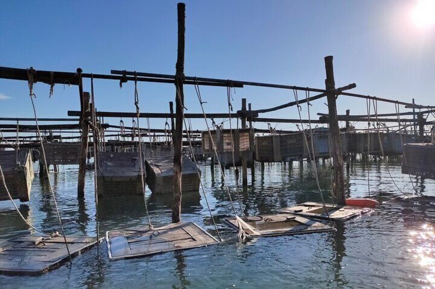 Chioggia : Aquaculture Secrets Tours of the Lagoon