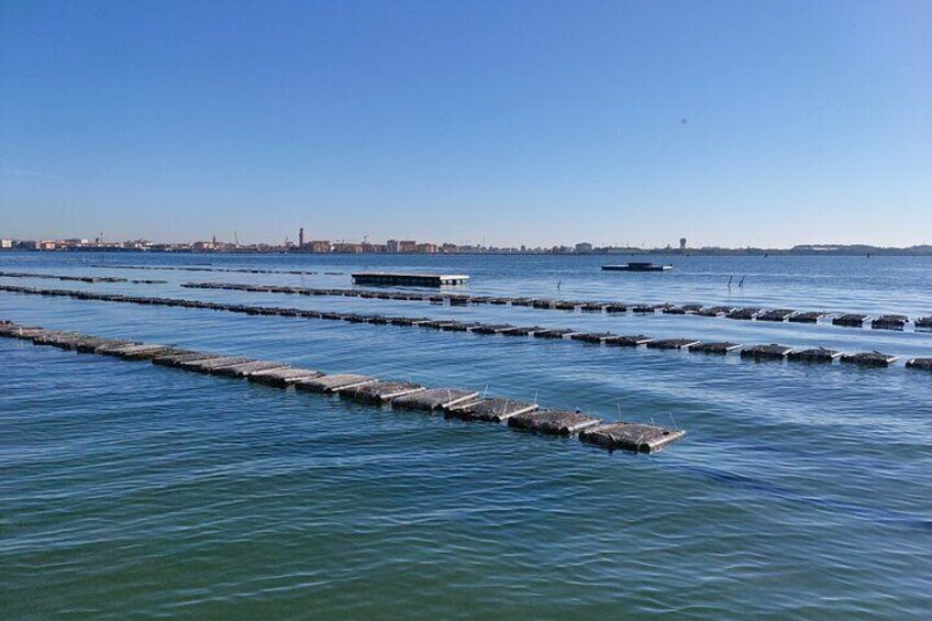 Chioggia : Aquaculture Secrets Tours of the Lagoon