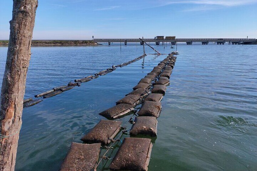 Boat Tour to Discover the Techniques of Aquaculture in Chioggia