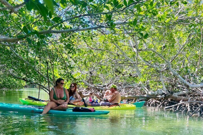 Key West Kayak Eco Tour | An Eco-Friendly Adventure Awaits!