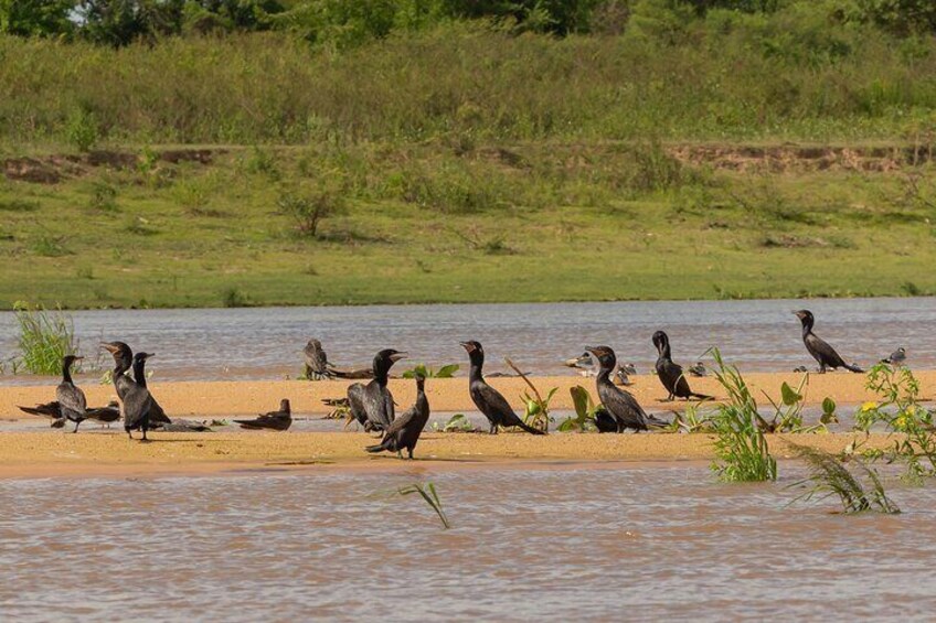 Neltropical Cormorants
