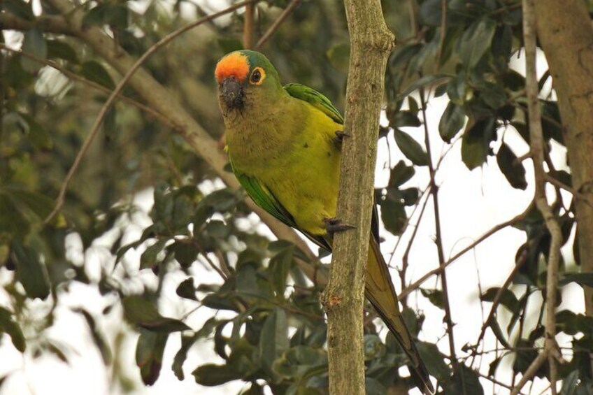 Peach-fronted Parakeet