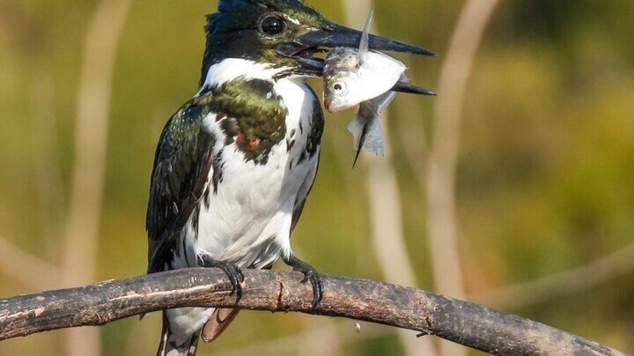 Amazon Kingfisher
