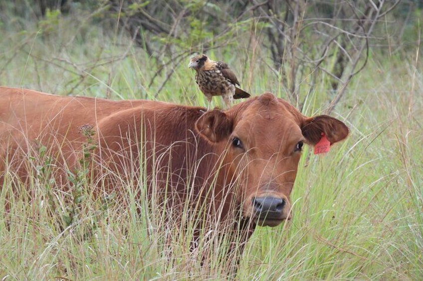 Chimango Caracara