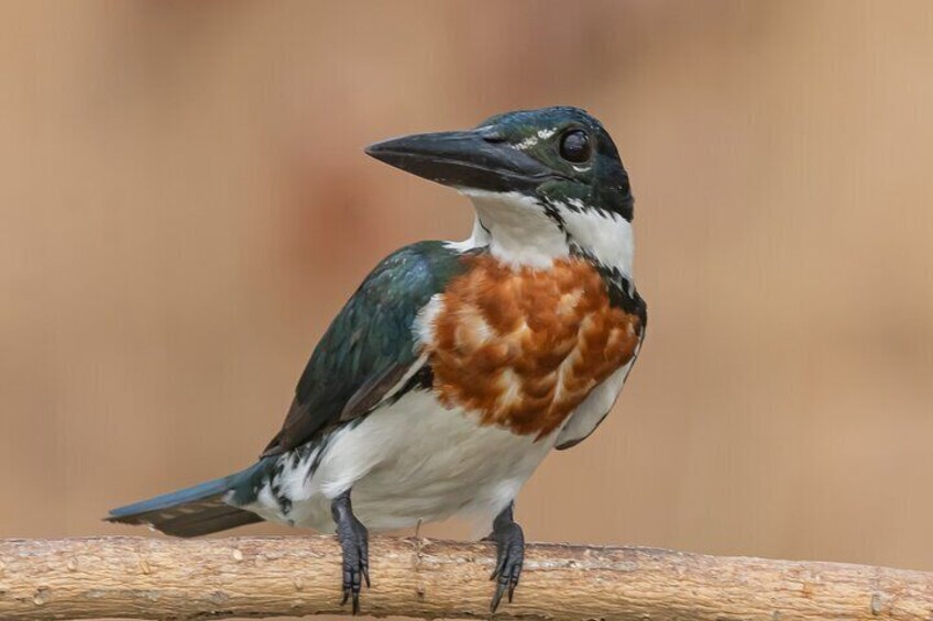 Amazon Kingfisher