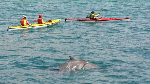 Bahía de Plettenberg: tour guiado en kayak de mar