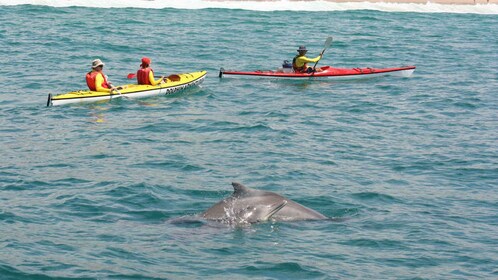 Plettenberg Bay: Geführte Seekajaktour