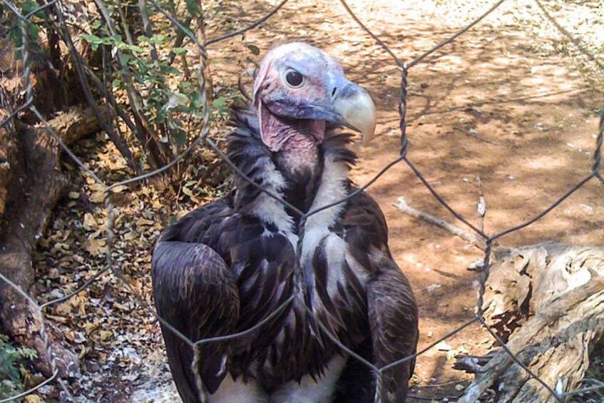 Picture 3 for Activity Around Gaborone Adventure