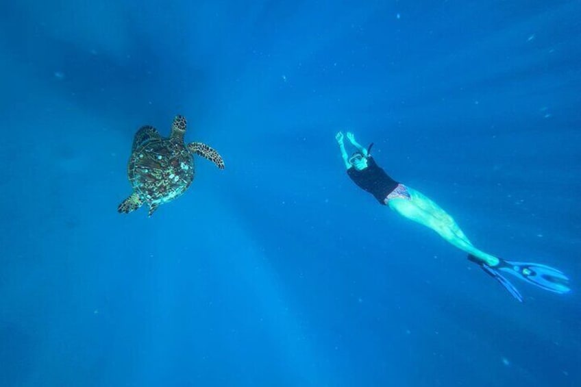 Rarotonga Turtle Tour