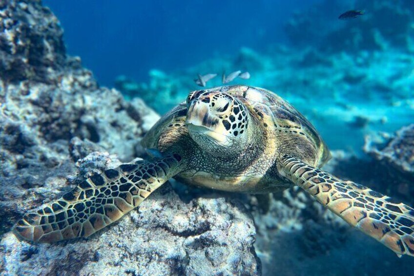 Rarotonga Turtle Tour