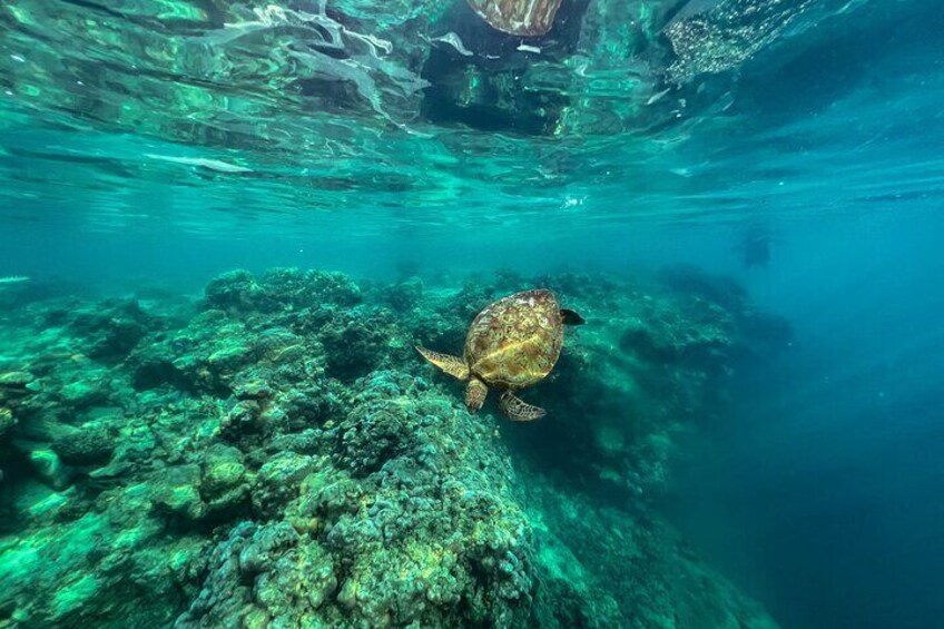 Rarotonga Turtle Tour