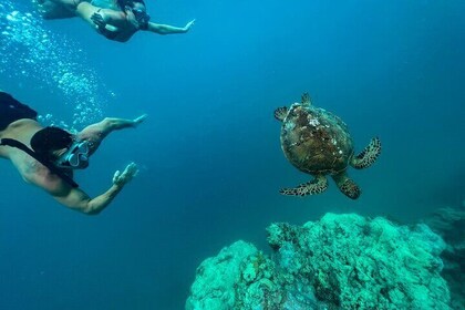 A Turtle Tour on Rarotonga - small groups, premium experience