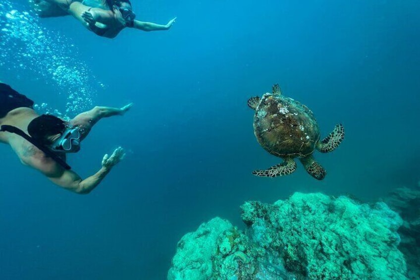 Rarotonga Turtle Tour
