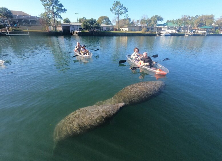 Picture 3 for Activity Crystal River: Springs and Manatees Clear Kayak Tour