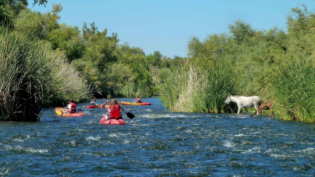 Picture 6 for Activity Phoenix: Self-Guided Kayaking Trip to Foxtail